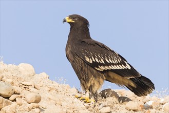Greater Spotted Eagle (Clanga clanga)