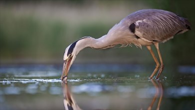 Grey heron or (Ardea cinerea) foraging in the water