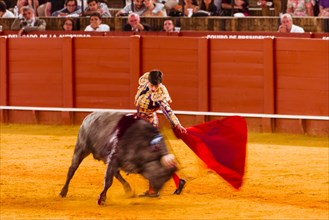 Racing bull with matador