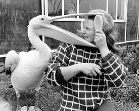 Pelican snaps woman's head