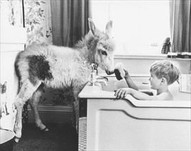 Child baths in bath tub with donkey standing in the bathroom