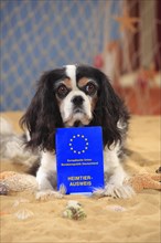 Cavalier King Charles Spaniel