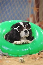 Cavalier King Charles Spaniel