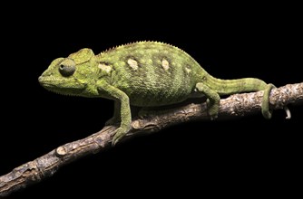 Malagasy giant chameleon (Furcifer oustaleti) on branch