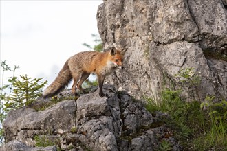 Red fox (Vulpes vulpes) stands on rocks