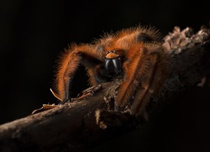 Spider on branch (Megaloremmius leo) rainforest
