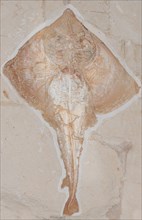 Petrified extinct Rajorhin stingray (Rajorhina)
