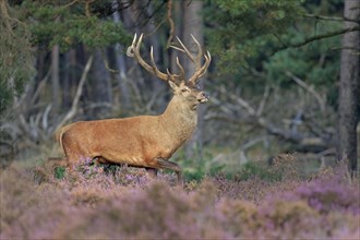 Red deer (Cervus elaphus) runs proudly between Heathers (Calluna vulgaris) at the edge of the forest