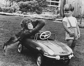 Chimpanzee in toy car