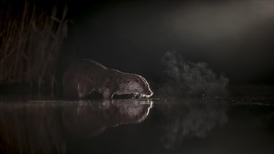 European otter (Lutra lutra) on night hunting in the water