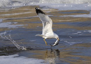 Ring-billed gull (Larus delawarensis) hunting in a freezing stream with fish as prey