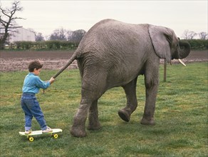Boy is drawn by an elephant