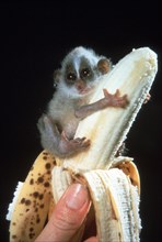 Little monkey sitting on a banana