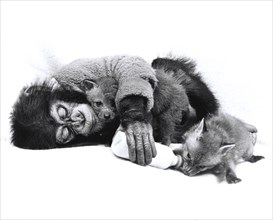 Monkey and fox cuddling