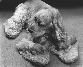 Cocker Spaniel with two puppies