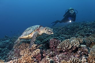 Diver observes Green Sea Turtle (Chelonia mydas) over coral reef with bush corals (Pocillopora)
