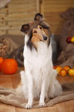 American Collie