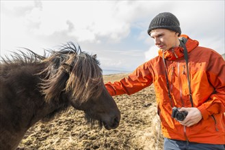 Man caressing brown Icelandic horse (Equus islandicus)