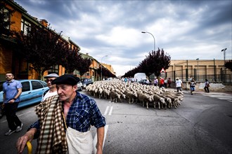 Large flock of sheep transits through the streets during the transhumance routes