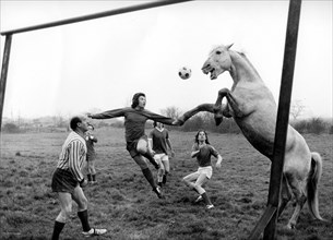 Horse plays football with men