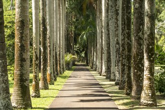 Avenue in the Pamplemousses Botanical Garden