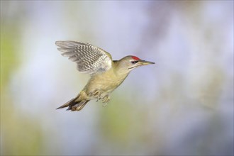 Grey-headed woodpecker (Picus canus) in flight