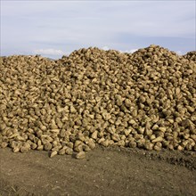 Pile of sugar beet newly harvested in a field