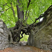 Old linden tree growing on the walls of a castle ruin