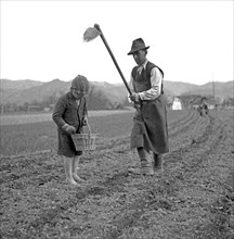 Man and child harvest soil crops on a field
