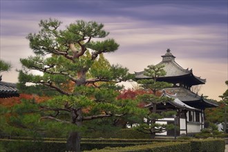Garden with beautiful pine trees in front of Tofukuji temple bell tower and a sub-temple in autumn scenery
