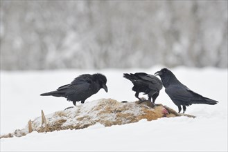 Common ravens (Corvus corax) on carcass of a young red deer in winter
