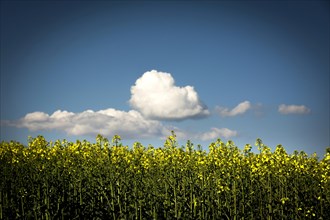 Canola blossom with with white clouds and blue sky