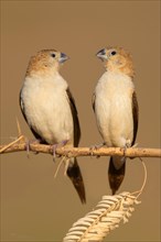 African Silverbills (Euodice cantans)