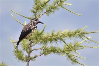 Spotted nutcracker (Nucifraga caryocatactes) sits in tree