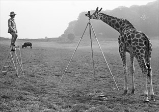 Giraffe photographed man