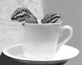 Two chipmunks sitting in a cup