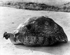 Chicken under a tortoise shell