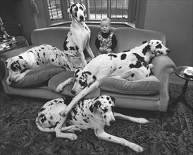 Child sits with Dalmatians on the sofa