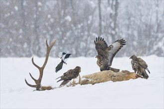 Steppe buzzards (Buteo buteo) and common magpie (pica pica) on carcass of a red deer in winter