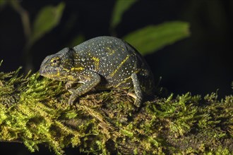 Canopy Chameleon (Furcifer willsii) on mossy branch