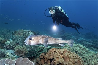 Diver observes spotfin burrfish (Chilomycterus reticulatus) in coral reef