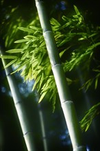 Green bamboo leaves and tall culms