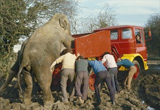 Elephant pushes a car with men out of mud
