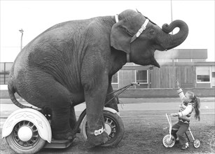 Elephant and girls on tricycles
