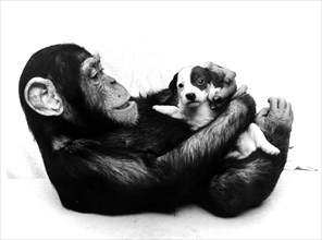 Chimpanzee and young Jack Russell Terrier cuddling with each other