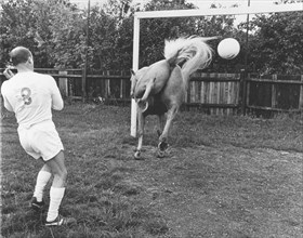Horse plays football
