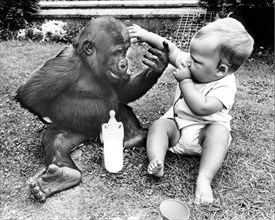Baby and small gorilla play