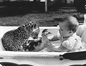 Baby with leopard and duck in a stroller