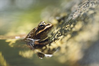 South African River Frog (Amietia quecketti)