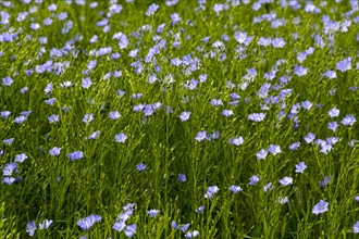 Flax field (Linum usitatissimum) in flower